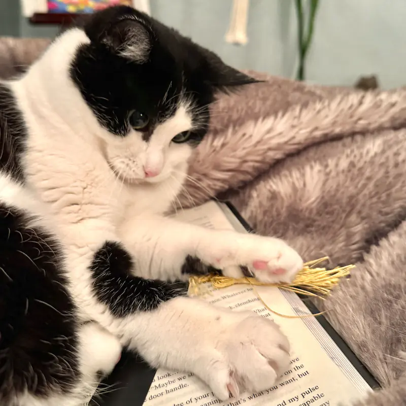 Mo the cat, lap specialist