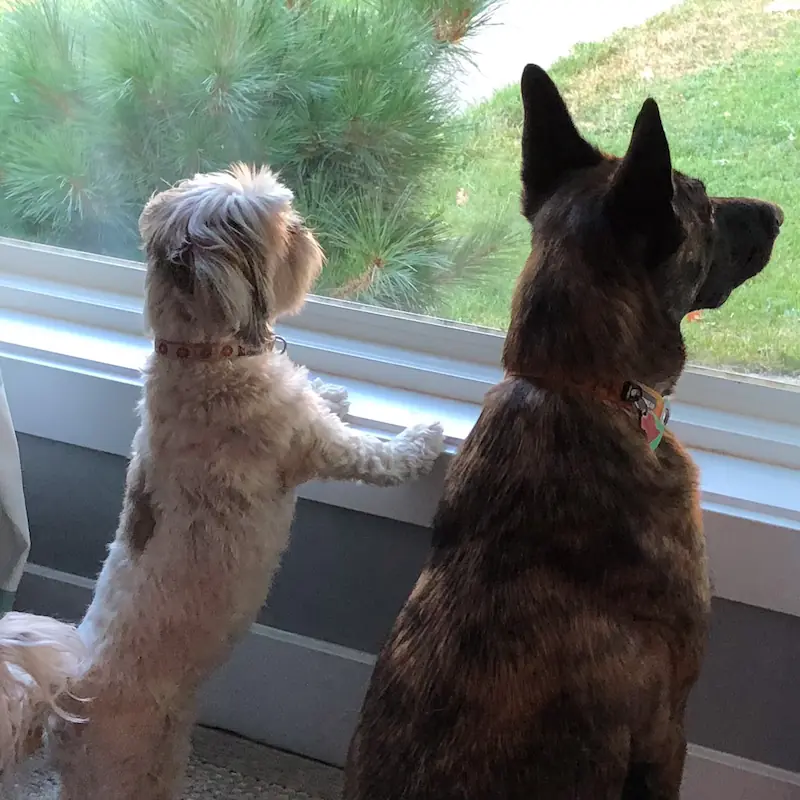 Savvy and Ranger the companion dogs